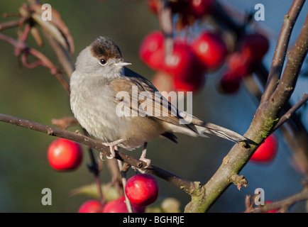 Männliche Mönchsgrasmücke (Sylvia Atricapilla) thront auf Malus Red Sentinel (Crab Apple Tree) Stockfoto