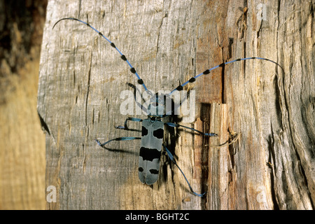 Rosalia Art (Rosalia Alpina), Männchen auf Buchenholz. Stockfoto