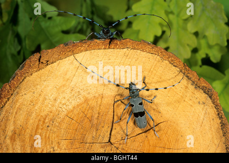 Rosalia Art (Rosalia Alpina), zwei Männchen auf Buchenholz. Stockfoto