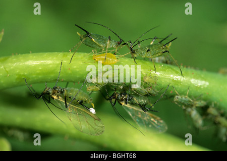 Blattlaus, Blattläuse (Aphidoidea), Erwachsenen und jungen Blattläuse auf eine Rose. Stockfoto