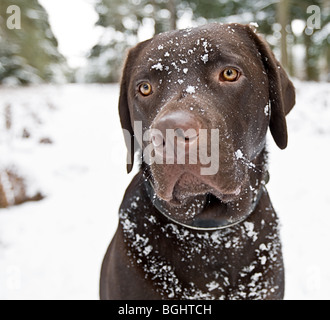 Schuss von einem niedlichen Schokolade Labrador in die verschneite Landschaft Stockfoto