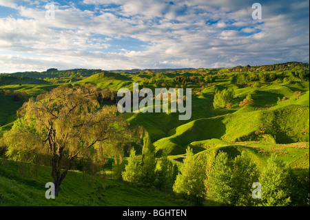 Ackerland in der Nähe von Taihape, Nordinsel, Neuseeland Stockfoto
