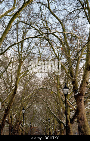 Schnee beklebt Zweige von einer Allee von London Platanen Platanus X hispanica mit reich verzierten Laternen Highbury Felder North London Stockfoto