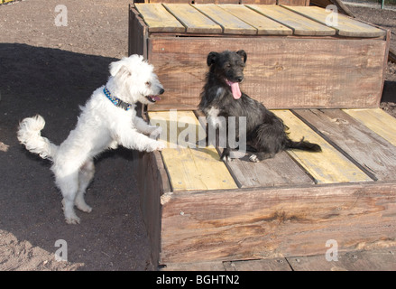 Hunde spielen an einem sonnigen Tag Stockfoto