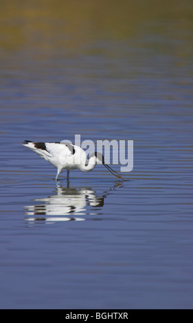 (Pied Avocet) Recurvirostra Avosetta auf Nahrungssuche im flachen Wasser mit Reflexion an Kalloni Salinen, Lesbos im Mai. Stockfoto