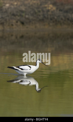 (Pied Avocet) Recurvirostra Avosetta auf Nahrungssuche im flachen Wasser mit Reflexion an Kalloni Salinen, Lesbos im Mai. Stockfoto