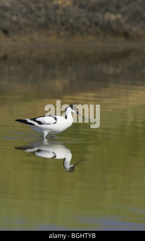 (Pied Avocet) Recurvirostra Avosetta auf Nahrungssuche im flachen Wasser mit Reflexion an Kalloni Salinen, Lesbos im Mai. Stockfoto