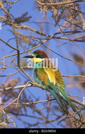 Erwachsenen europäischen Bienenfresser Merops Apiaster thront im Baum am East River Kalloni, Lesbos, Griechenland im Mai Stockfoto