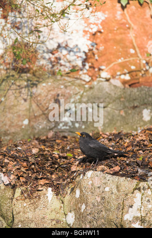 Männliche gemeinsame Amsel Turdus Merula gehockt Felswand an Cleeve, Somerset im Januar. Stockfoto