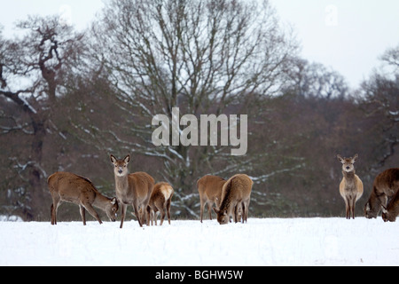 Hirsch, Cervus Elaphus, Windsor Great Park in Schnee, Berkshire, England, Großbritannien Stockfoto