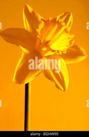 Eine Nahaufnahme von einem leuchtend gelbe Narzisse vor einem gelben Hintergrund Stockfoto