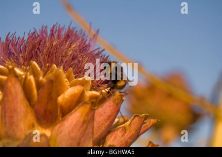 Hummel, sammeln von Pollen aus eine reife Artischocke Pflanze wächst auf eine Zuteilung-Grundstück Stockfoto