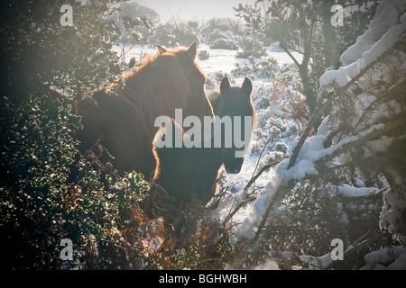 Zwei New Forest Ponys Schutz vor Schnee Stockfoto