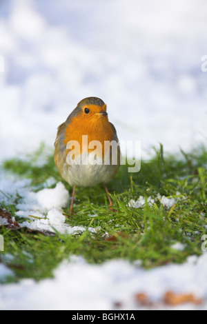 Rotkehlchen Erithacus Rubecula thront auf schneebedeckten Boden Cleeve, Somerset im Januar. Stockfoto