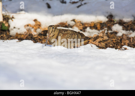 Eurasische Waldschnepfe Scolopax Rusticola Fütterung im Schnee am Cleeve, Somerset, Großbritannien im Januar. Stockfoto