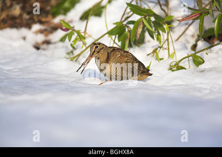 Eurasische Waldschnepfe Scolopax Rusticola Fütterung im Schnee am Cleeve, Somerset, Großbritannien im Januar. Stockfoto