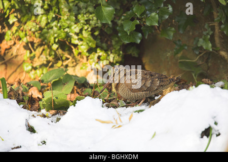 Eurasische Waldschnepfe Scolopax Rusticola Fütterung im Schnee am Cleeve, Somerset, Großbritannien im Januar. Stockfoto