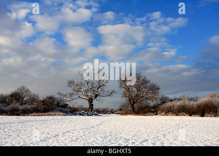 Winter Schnee in Tolworth Court Farm Nature Reserve, Kingston, Surrey, England, UK. Januar 2010 Stockfoto