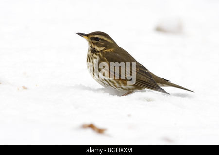 Rotdrossel im Schnee Stockfoto