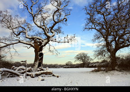 Winter Schnee in Tolworth Court Farm Nature Reserve, Kingston, Surrey, England, UK. Januar 2010 Stockfoto