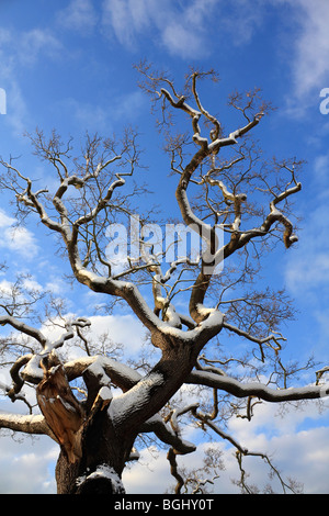 Winter Schnee in Tolworth Court Farm Nature Reserve, Kingston, Surrey, England, UK. Stockfoto