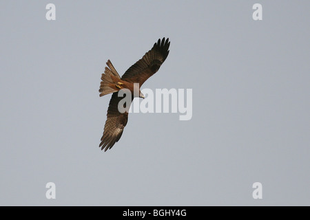 Schwarz oder Paria Kite (Milvus Migrans) im indischen Himmel. Stockfoto