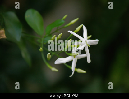 Azoren Jasmin, Jasminum Azoricum, Oleaceae. Azoren, Malta, Gozo. Stockfoto