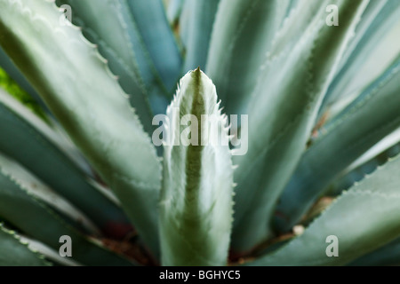 grünen saftigen Hintergrund mit selektiven Fokus Stockfoto