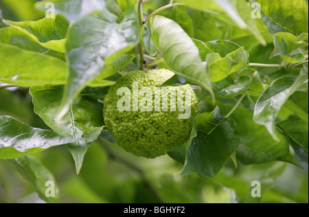 Osage Orange, Osage-Orange, Pferd-Apfel, Bois D'Arc oder Bodark, Maclura Pomifera, Moraceae, Süd-Zentral-USA, Nordamerika. Stockfoto