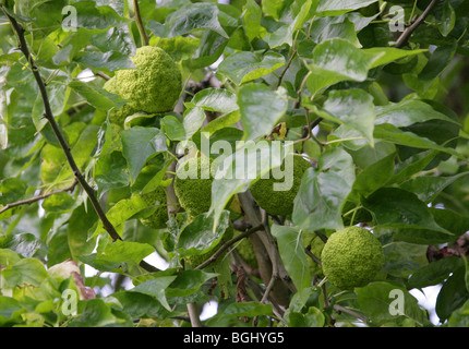 Osage Orange, Osage-Orange, Pferd-Apfel, Bois D'Arc oder Bodark, Maclura Pomifera, Moraceae, Süd-Zentral-USA, Nordamerika. Stockfoto