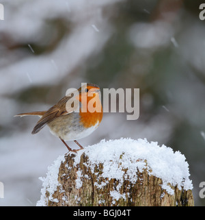 Robin Erithacus Rubecula in Schnee Weihnachtskarte Stockfoto