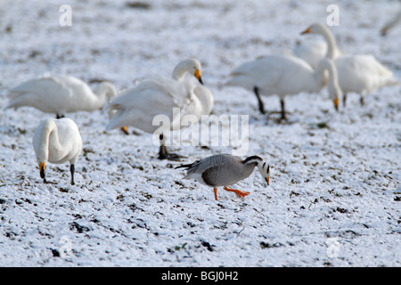 Bar unter der Leitung Gans Anser Indicus Fütterung im Schnee Stockfoto