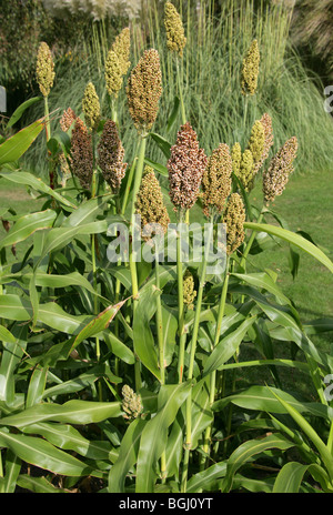 Durra, Sorghum, Jowar oder Kafir Mais, Sorghum bicolor, Poaceae. Auch bekannt als indische Hirse, afrikanische Hirse, Guinea Mais und Kaffir-Mais. Stockfoto