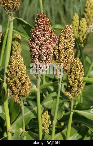 Durra, Sorghum, Jowar oder Kafir Mais, Sorghum bicolor, Poaceae. Auch bekannt als indische Hirse, afrikanische Hirse, Guinea Mais und Kaffir-Mais. Stockfoto