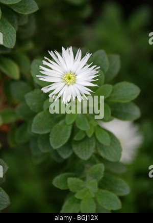 Scrubwood, Commidendrum Rugosum, Asteraceae (Compositae), St. Helena ...