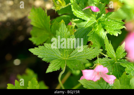 Geranium endressii Stockfoto