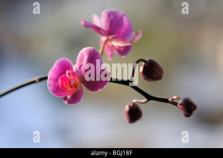 Nahaufnahme der blühende Phalaenopsis Orchidee Stockfoto