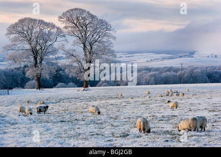 Schafe weiden in einem frostigen Aberdeenshire-Feld beleuchtet durch die späte Nachmittagssonne Stockfoto