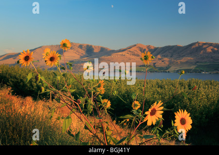 Sonnenblumen in der Nähe von Lake Chelan im östlichen Bundesstaat Washington Stockfoto