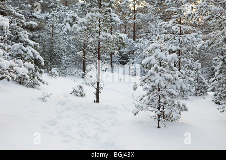 Tief im Winterwald Bäume voller Schnee Stockfoto