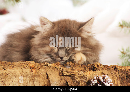 Sibirische Katze - Kätzchen schlafen auf einem Baumstamm Stockfoto