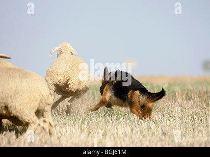 Deutscher Schäferhund Hund beobachten Schafe Stockfoto