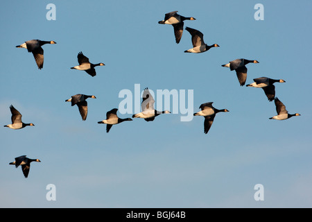 Weißwangengans, Branta Leucopsis, eine große Herde im Flug, Caerlaverock, Schottland Stockfoto