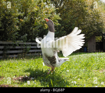 Pommersche Gans auf Wiese Stockfoto