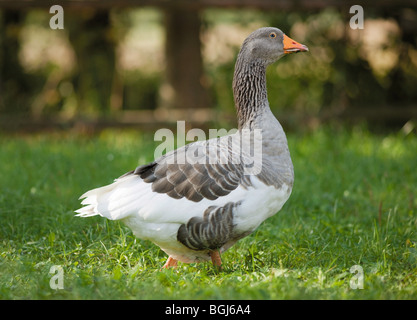 Pommersche Gans auf Wiese Stockfoto