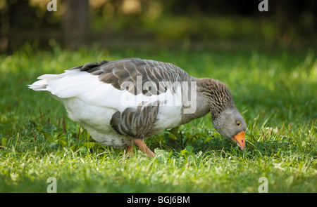 Pommersche Gans auf Wiese Stockfoto