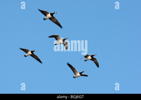 Weißwangengans, Branta Leucopsis, Herde im Flug bei Caerlaverock auf Solway, Dumfries and Galloway, Schottland, winter 2009 Stockfoto