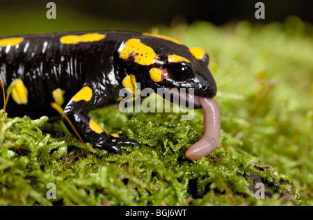 Feuersalamander (Salamandra Salamandra) Essen ein Regenwurm Stockfoto