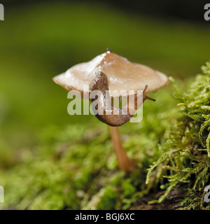 graues Feld Schnecke auf Pilz / Deroceras Reticulatum Stockfoto