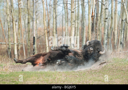 Prärie-Bison - wälzen / Bison Bison Bison Stockfoto